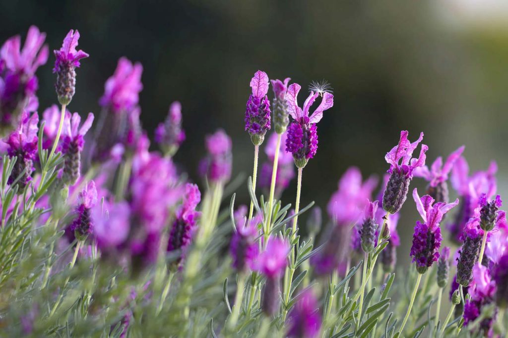 12 plants that repel unwanted insects